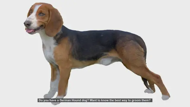 Video thumbnail for Ultimate German Hound Grooming Guide: Keep Your Dog Happy and Healthy