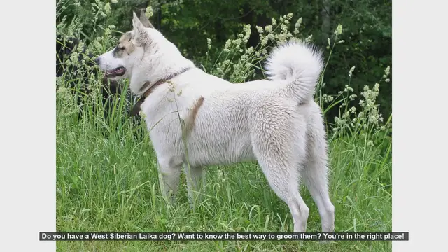 Video thumbnail for Ultimate Grooming Guide for Your West Siberian Laika
