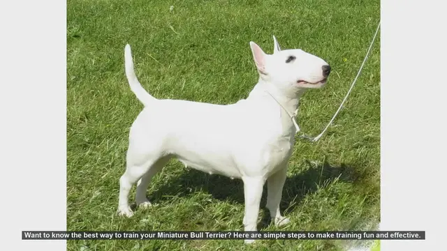 Video thumbnail for Effective Training Tips for Your Miniature Bull Terrier