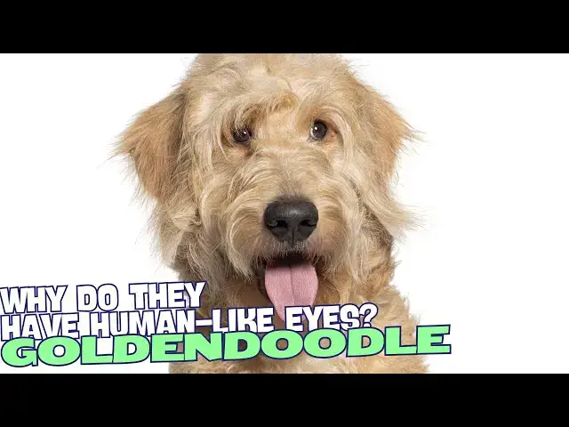 Video thumbnail for Why Do Goldendoodles Have Human-Like Eyes? ?