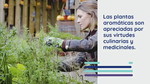 Video thumbnail for Estas son las hierbas aromáticas que definitivamente debes podar en octubre