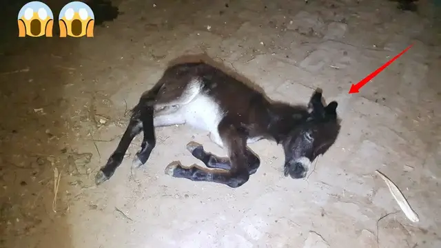 Video thumbnail for jinnat ki Basti Ye Dekhyn jinnat kis Shakal main with Rao Shamas Ali #Ep638