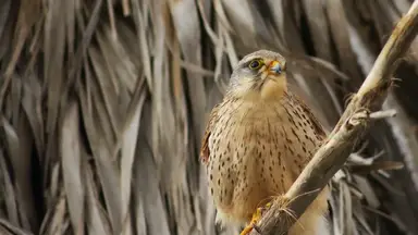 'Video thumbnail for Hawks of Florida: Diverse Raptors in the Sunshine State'