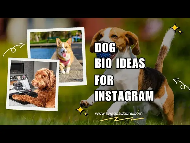 Video thumbnail for Dog Bio Ideas for Instagram
