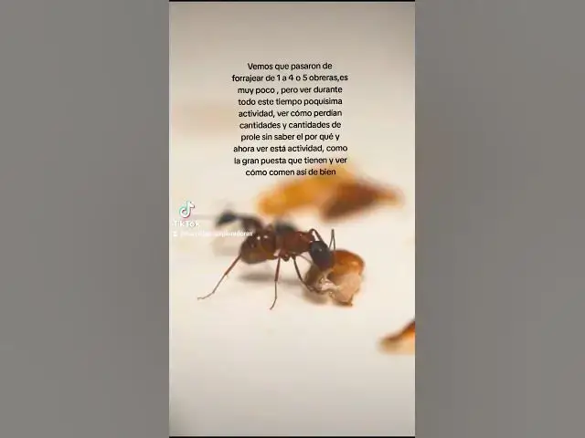Video thumbnail for ES HORA DE COMER😋🐜#camponotus #ligniperdus #viral #shorts