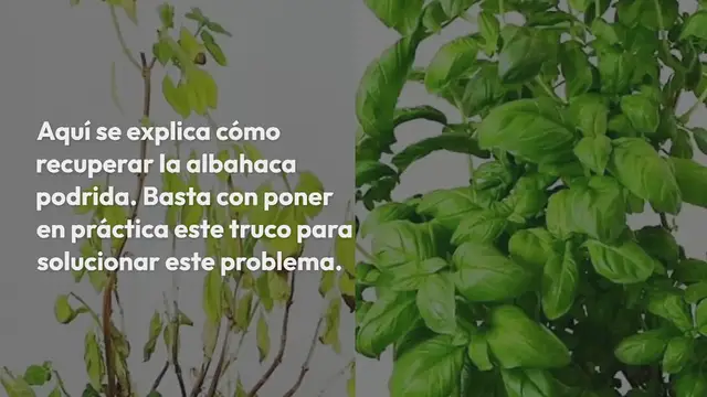Video thumbnail for Albahaca podrida, cómo recuperarla en pocos minutos: el antiguo truco