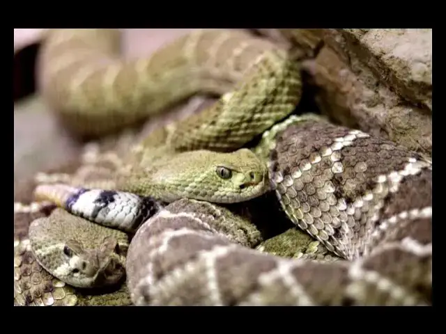 Video thumbnail for Snake Tongue Flicks Explained – Nature’s Secret Rada