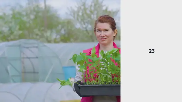 Video thumbnail for How to Grow Chile Peppers in Containers