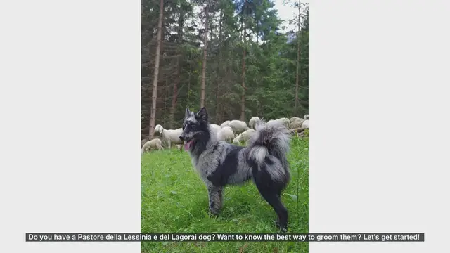 Video thumbnail for How to Groom Your Pastore della Lessinia e del Lagorai Dog: Step-by-Step Guide