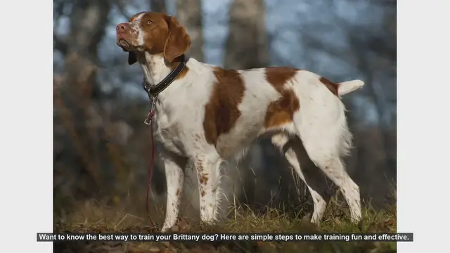 Video thumbnail for Effective Training Tips for Your Brittany Dog