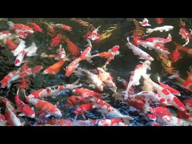 Video thumbnail for Winter Koi Feeding: When to Stop and How to Care for Your Fish