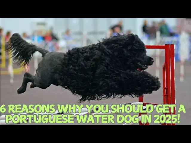Video thumbnail for 6 Reasons Why You Should Get a Portuguese Water Dog in 2025! 🐾