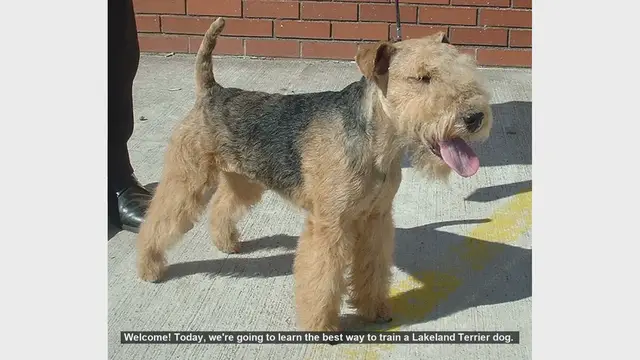 Video thumbnail for How to Train Your Lakeland Terrier: Tips and Techniques