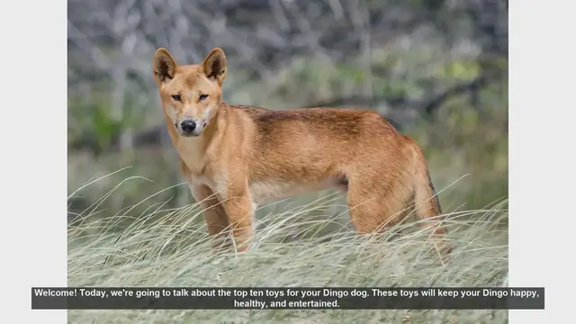 Video thumbnail for Top 10 Toys to Keep Your Dingo Dog Happy and Healthy