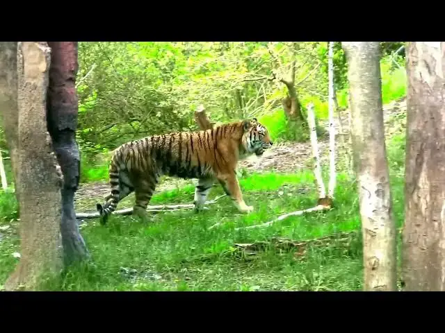 Video thumbnail for How Do Tigers’ Movements Shape Migration Patterns of Prey?