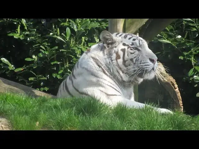 Video thumbnail for How Do Tigers Survive in Harsh, High Altitude Habitats