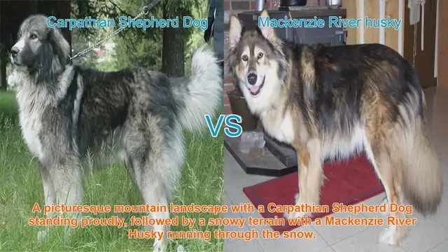 Video thumbnail for Comparing Carpathian Shepherd Dog and Mackenzie River Husky: Origins, Temperament, and Care