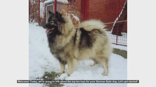 Video thumbnail for Top 10 Toys for Your German Spitz Dog