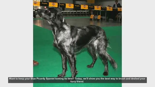 Video thumbnail for How to Brush and Deshed Your Blue Picardy Spaniel