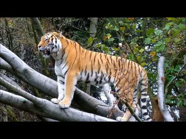 'Video thumbnail for How Do Tigers’ Claws Aid in Climbing?'