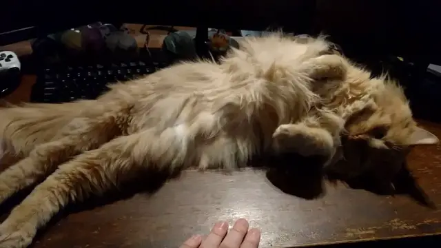 Video thumbnail for Parker Ownership Simulator 2016: Tummy Rubs | Parker The Cat