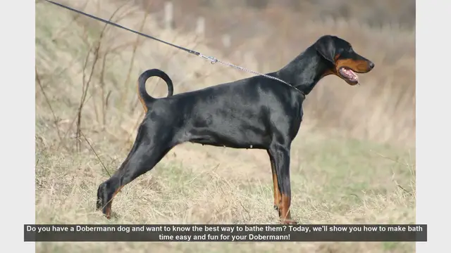 Video thumbnail for How to Bathe Your Dobermann: Easy and Fun Tips!