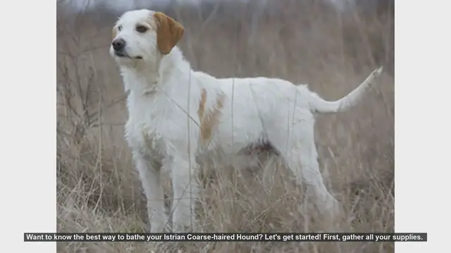 Video thumbnail for How to Bathe Your Istrian Coarse-haired Hound: Step-by-Step Guide
