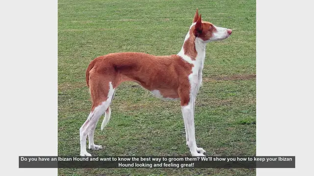 Video thumbnail for How to Groom Your Ibizan Hound: Tips for a Healthy and Happy Dog