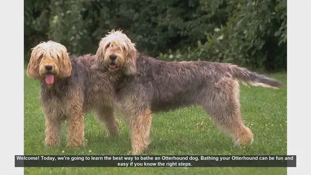 Video thumbnail for How to Bathe Your Otterhound: A Step-by-Step Guide