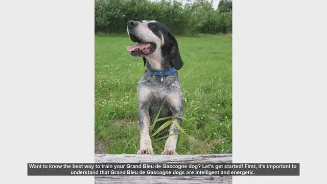 Video thumbnail for How to Train Your Grand Bleu de Gascogne: Tips and Techniques