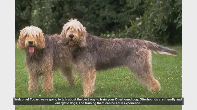 Video thumbnail for Ultimate Guide to Training Your Otterhound: Tips for a Happy and Well-Behaved Dog