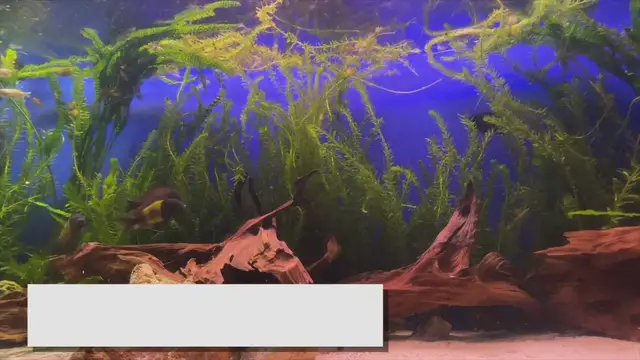 'Video thumbnail for Best Fish for Planted Tanks: Coexisting with Aquatic Plants'