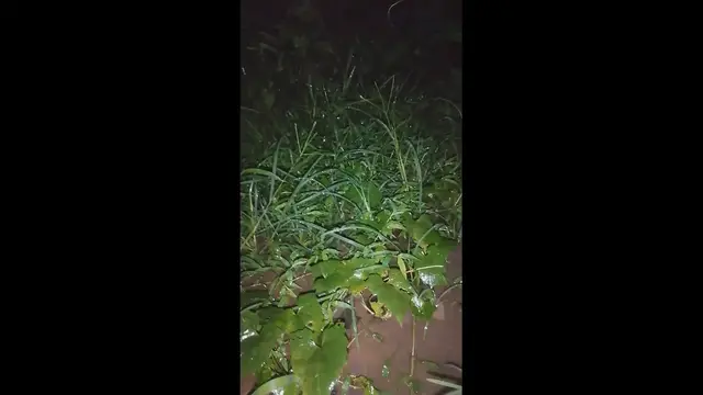 Video thumbnail for grass at night