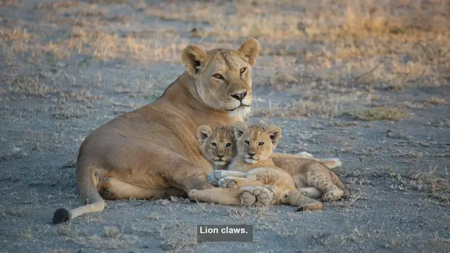 Video thumbnail for 10 Surprising Facts About Lion Claws: Nature's Perfect Weapon