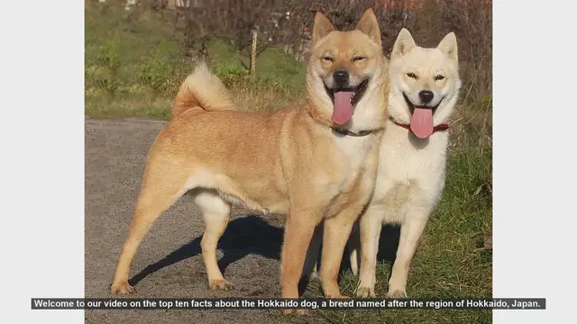 Video thumbnail for Top 10 Fascinating Facts About the Hokkaido Dog