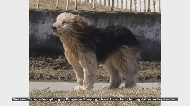 Video thumbnail for Discover the Patagonian Sheepdog: The Ultimate Herding Companion