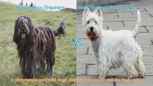 Video thumbnail for Bergamasco Shepherd vs. West Highland White Terrier: Breed Comparison