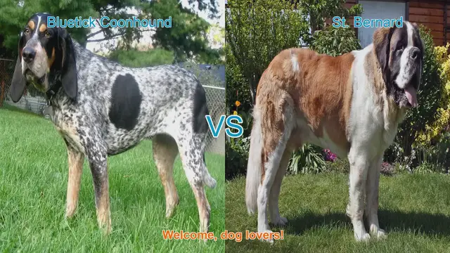 Video thumbnail for Bluetick Coonhound vs. St. Bernard: A Comparison of Two Unique Dog Breeds