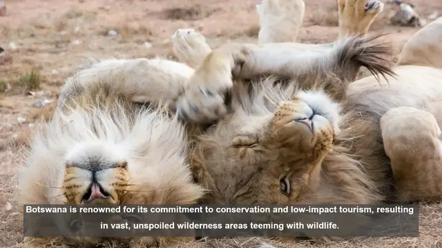Video thumbnail for 10 Amazing Lion Encounters in Botswana's National Parks