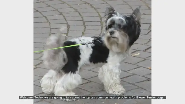 Video thumbnail for Top 10 Common Health Problems in Biewer Terriers