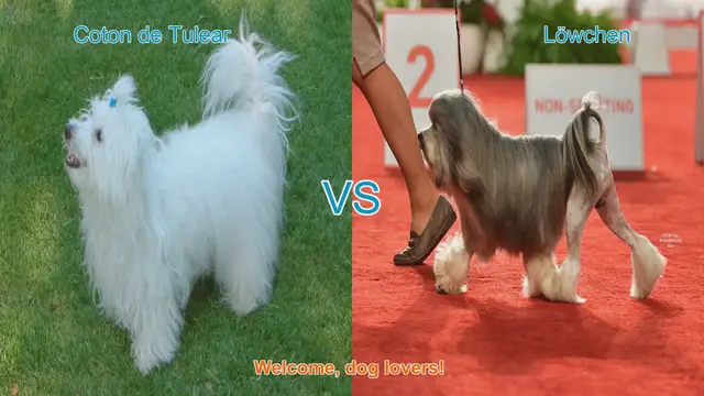 Video thumbnail for Comparing Coton de Tulear and Löwchen: Long-Hair Dog Breed Showdown