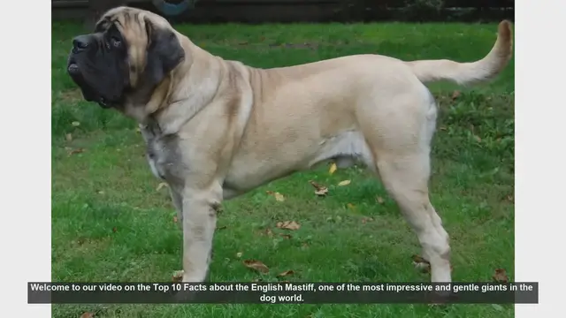 Video thumbnail for Top 10 Facts About the English Mastiff: The Gentle Giant