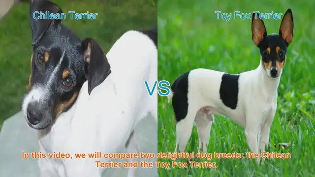 Video thumbnail for Chilean Terrier vs. Toy Fox Terrier: A Breed Comparison