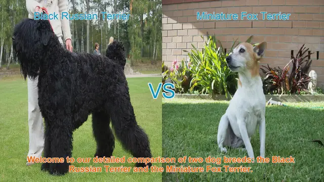 Video thumbnail for Comparing Black Russian Terrier and Miniature Fox Terrier: A Comprehensive Guide