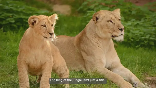 Video thumbnail for 10 Surprising Facts About Lion Strength: Why They Rule the Savanna
