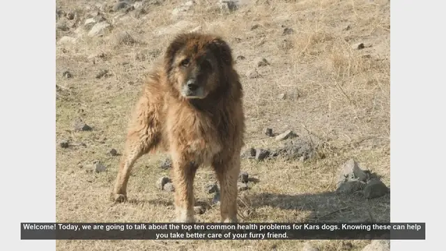 Video thumbnail for Top 10 Common Health Problems in Kars Dogs