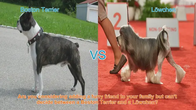 Video thumbnail for Boston Terrier vs. Löwchen: Choosing the Perfect Furry Companion