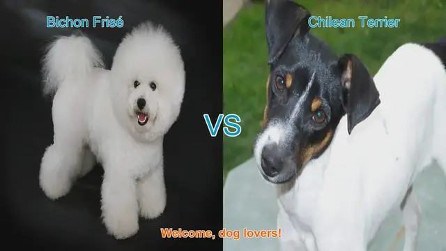 Video thumbnail for Bichon Frisé vs. Chilean Terrier: A Comprehensive Comparison