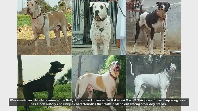 Video thumbnail for Bully Kutta: The Ultimate Guide to the Pakistani Mastiff