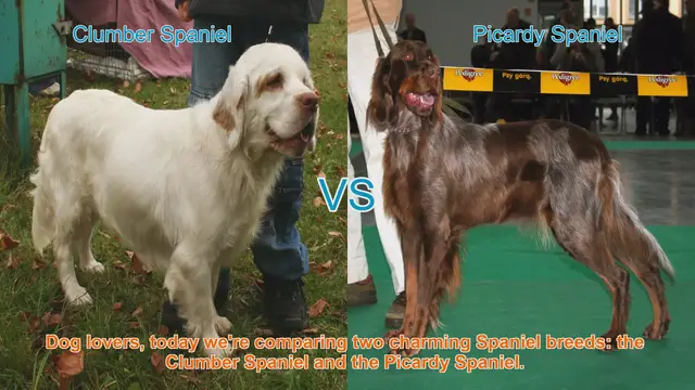 Video thumbnail for Clumber Spaniel vs. Picardy Spaniel: A Comparison of Charming Breeds
